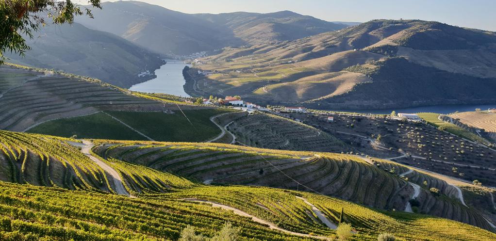 Údolí řeky Douro a místní vinice