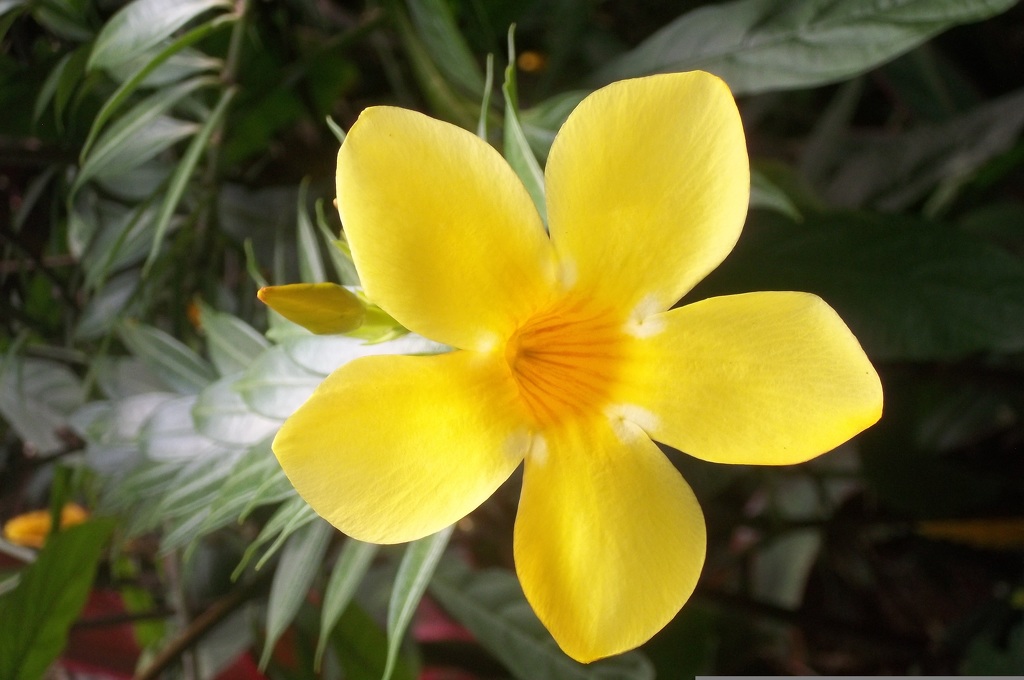 Alamandy s velkými žlutými květy lákají hmyz