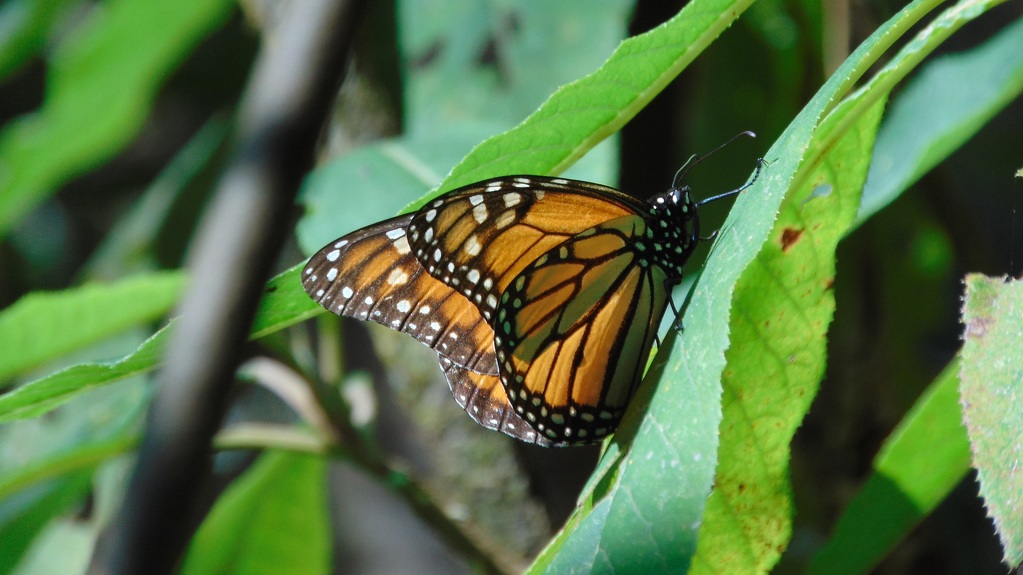 Motýl Monarch