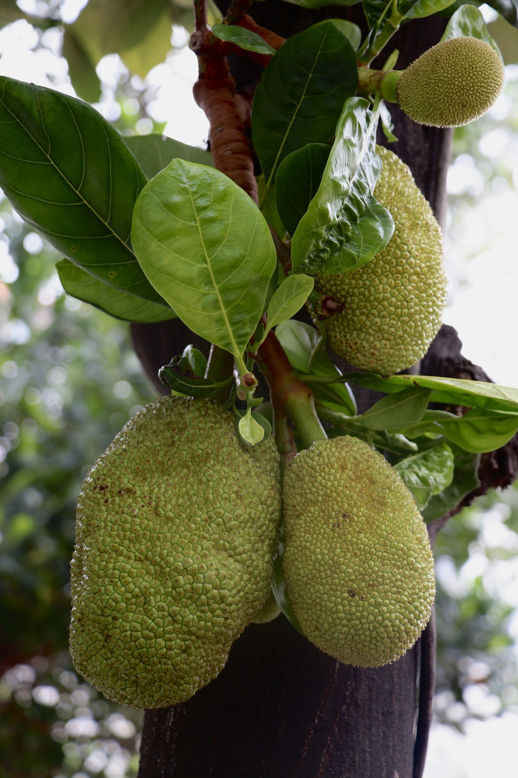 Ovoce jackfruit