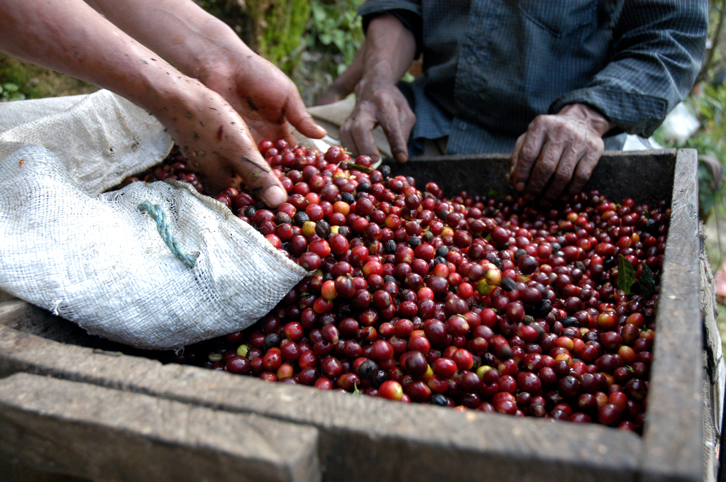 Sklizeň kávových zrn v Guatemale