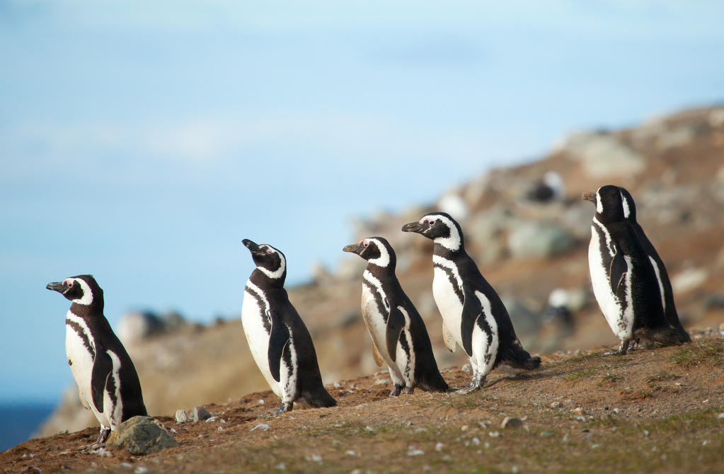 Tučňák Humboltův