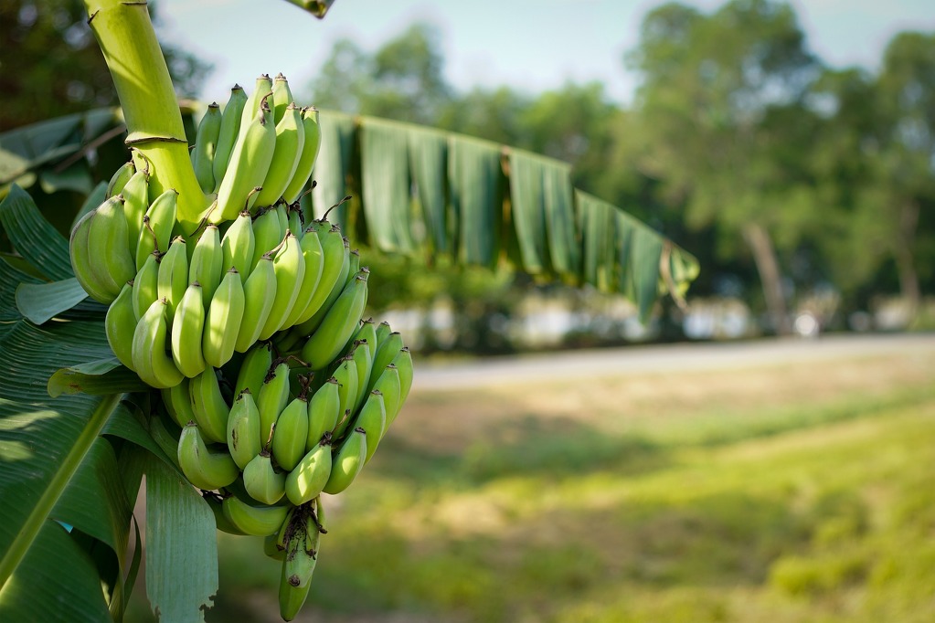 Během výletů se podíváme i na banánovníkovou farmu