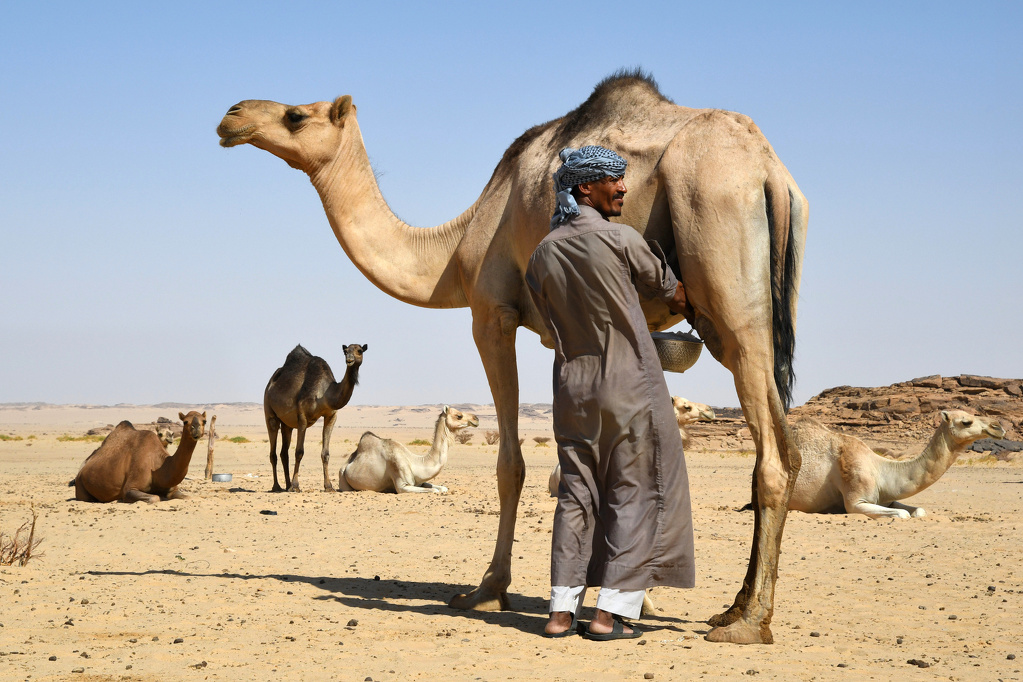 Velbloudi v poušti Rub al-Chálí