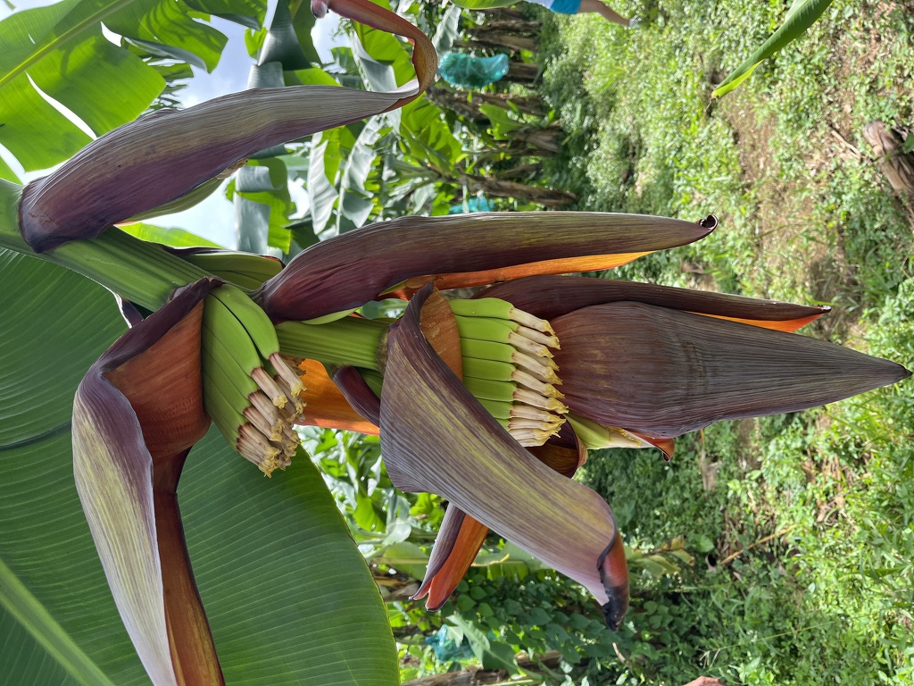 Banánovníková farma a přerod květů v plody