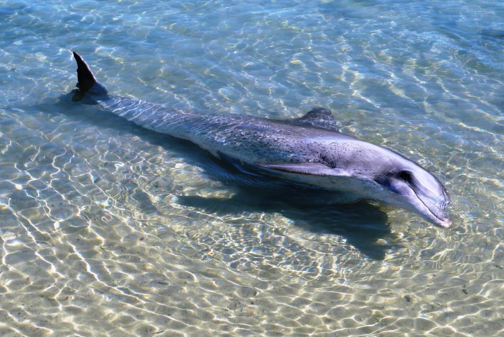 Delfín kam se podíváš