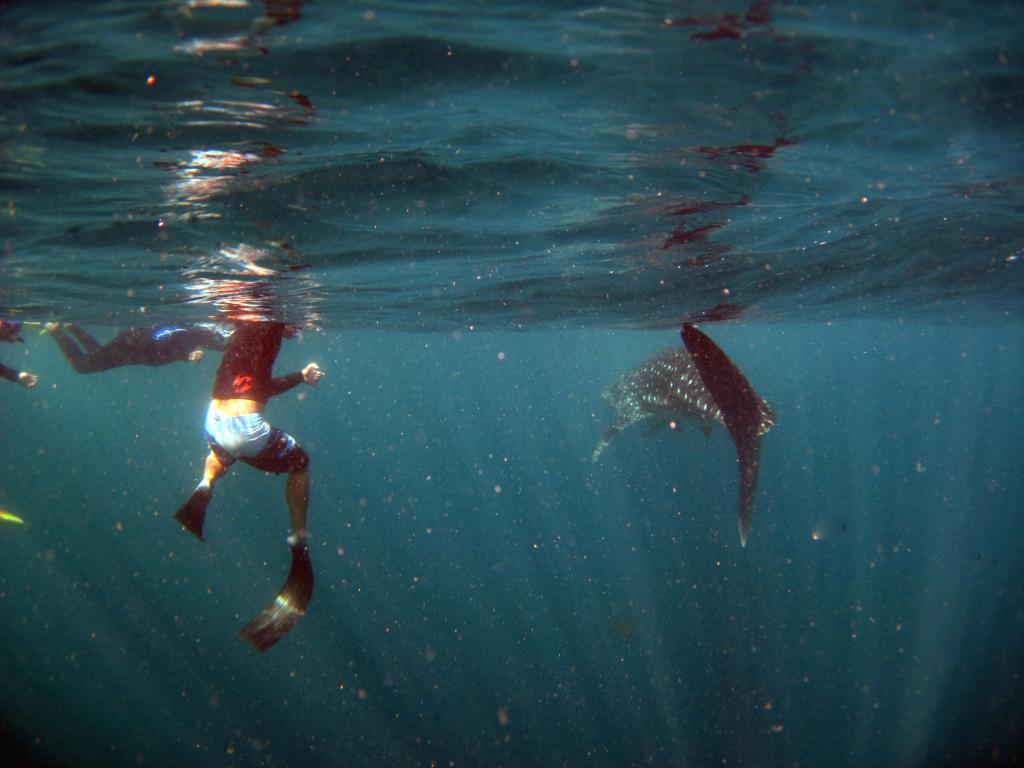 Plavání s delfíny je neopakovatelným zážitkem