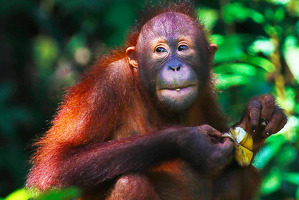 Ostrov Borneo, Sultanát Brunej a Singapur s biologem Lukášem Synkem