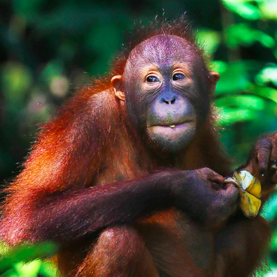 Ostrov Borneo, Sultanát Brunej a Singapur s biologem Lukášem Synkem